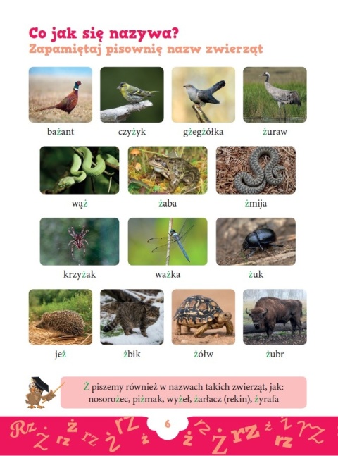 Ortografia RZ i Ż zadania do zapamiętania dla dzieci książeczka edukacyjna