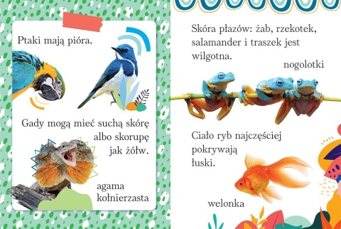 Wyrazy i zdania do nauki czytania Tajemnice przyrody zwierząt książeczka