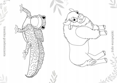 Kolorowanka Malowanka Maluszkowe malowanie Zwierzęta chronione w Polsce