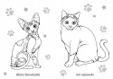 Kolorowanka Malowanka dla dzieci Maluszkowe malowanie Koty rasowe